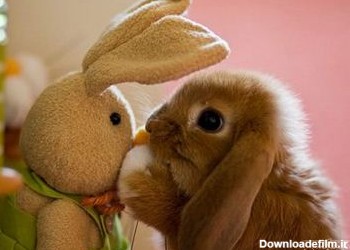 عکس بامزه خرگوش کوچولو little rabbit