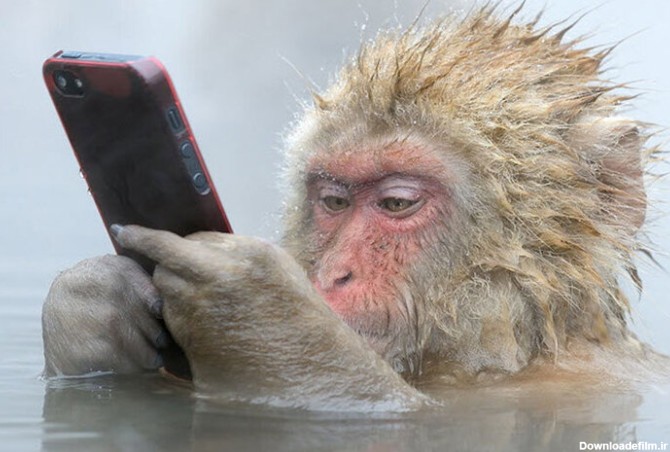 واکنش جالب و خنده دار میمون ها پس از دیدن عکس سلفی خود در تلفن همراه /