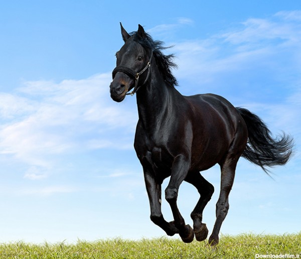 عکس اسب وحشی سیاه در دشت - مسترگراف