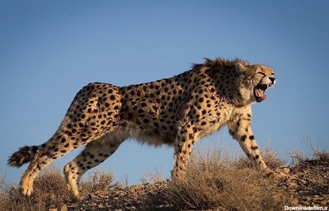 سفر به سرزمین‌ یوزپلنگ آسیایی؛ گربه‌های در حال انقراض ایران