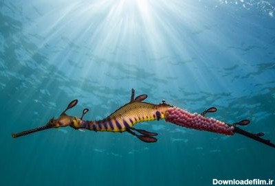 اژدهای دریایی | عکس روز نشنال جئوگرافیک ☀️ کارناوال