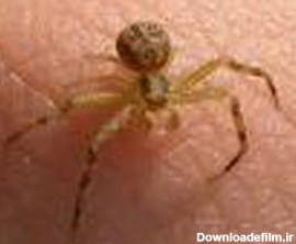عنکبوتهای خطرناک اطراف ما
