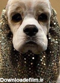 مجموعه عکس سگ طلایی رنگ (جدید)
