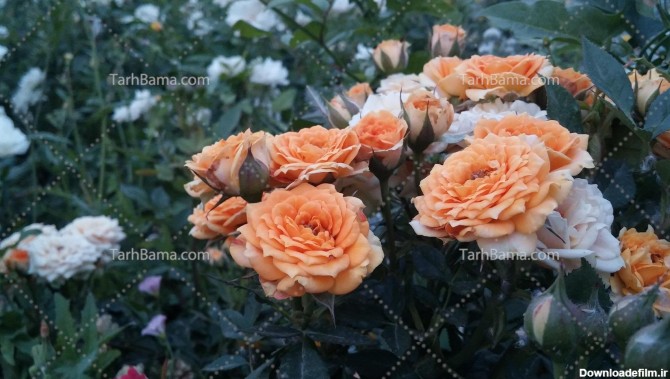 تصویر با کیفیت گل محمدی در گلستان