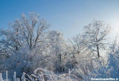 دانلود عکس درختان پوشیده از یخبندان در یک روز یخبندان آفتابی