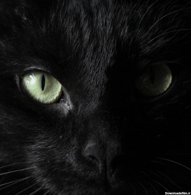 نگاهی به داستان: «گربه سیاه» اثر ادگار آلن پو | مجله نبشت
