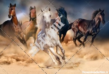 عکس اسب های دونده
