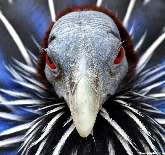 پرنده‌های زشت ترسناک +تصاویر - تصاوير بزرگ - جهان نيوز