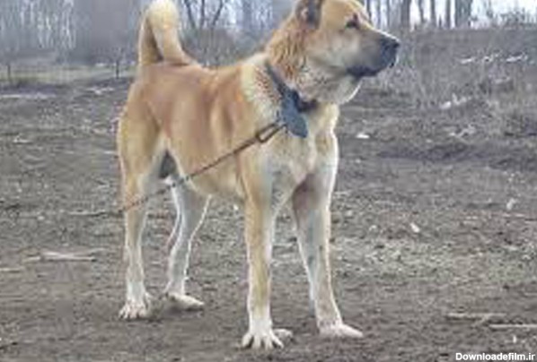 مشخصات کامل، قیمت و خرید نژاد سگ سرابی (Persian mastiff ...