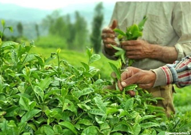 املش" بزرگ ترین تولیدکننده چای کشور است/ وجود 5500 هکتار باغ چای و ...