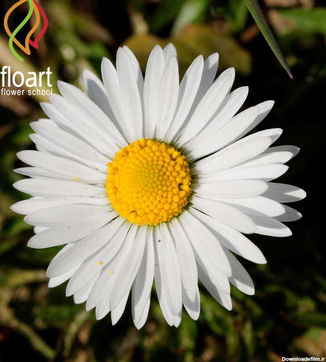 30 نوع از انواع گل های سفید | آموزشگاه گل آرایی فلوآرت