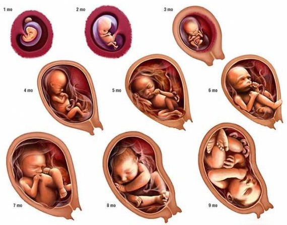 مراحل رشد جنین در رحم مادر چکونه است