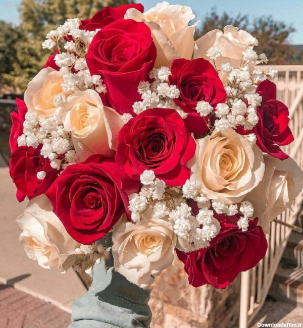 پروفایل گل رز سفید قرمز خوشگل دخترونه | تاوعکس