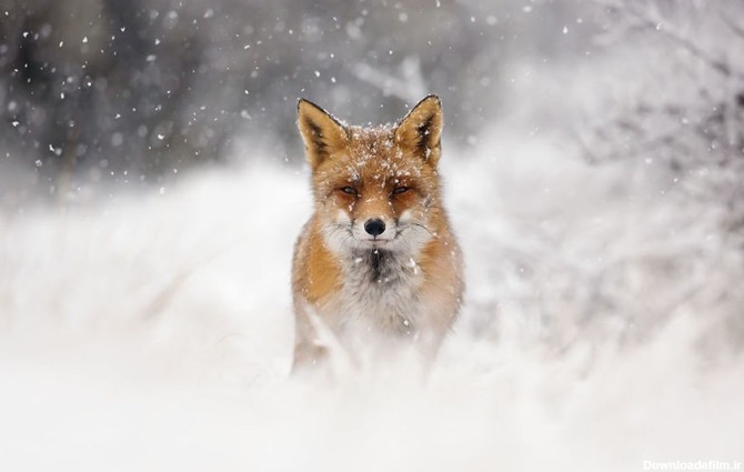 تصویر روباه در برف