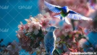 تصویر با کیفیت پرنده همراه با گل و مرغ و فصل زیبای بهار