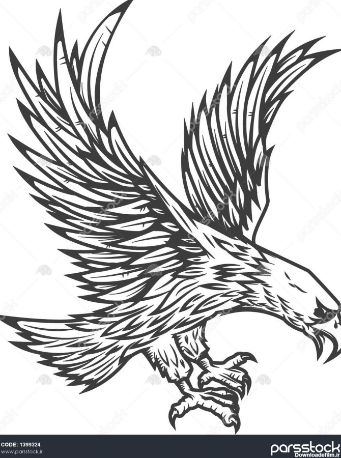 تصویر برداری از عقاب پرواز جدا شده بر روی زمینه سفید تصویر برداری ...