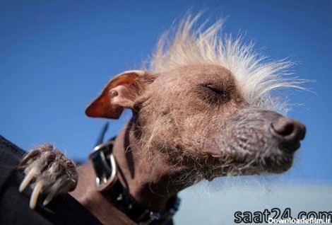 مسابقه زشت‌ ترین سگ های دنیا (عکس)