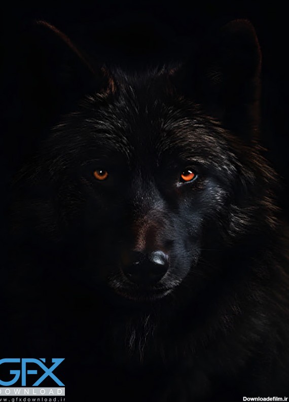 عکس گرگ🐺دانلود بهترین عکسهای گرگ وحشی با کیفیت 4k