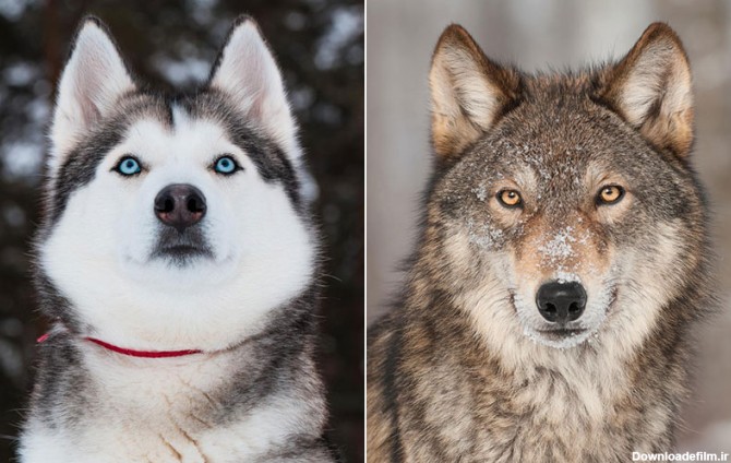 تفاوت‌های شگفت‌انگیز گرگ و سگ | دنیای حیوانات