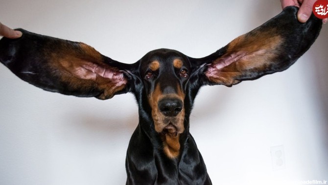 تصاویر) رکوردشکنی سگ کونهوندی با بلندترین گوش‌ جهان