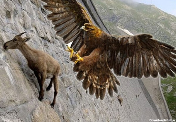 ببینید | لحظه شکار بز جنگلی توسط عقاب تیزچنگال