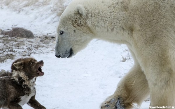 (تصاویر) سگ نگهبان خرس را ترساند