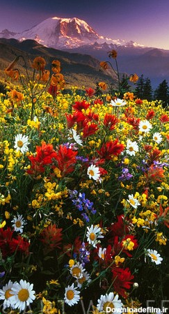 زیباترین گلهای جهان |عکس های مزارع گل | متمم
