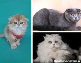 گربه پرشین اسکاتیش - سایمون کت، خرید و فروش گربه، مرجع اطلاعات