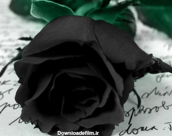 عکس گل رز سیاه عاشقانه و بسیار زیبا و کم یاب