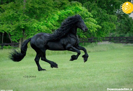 تصاویر: زیباترین اسب جهان