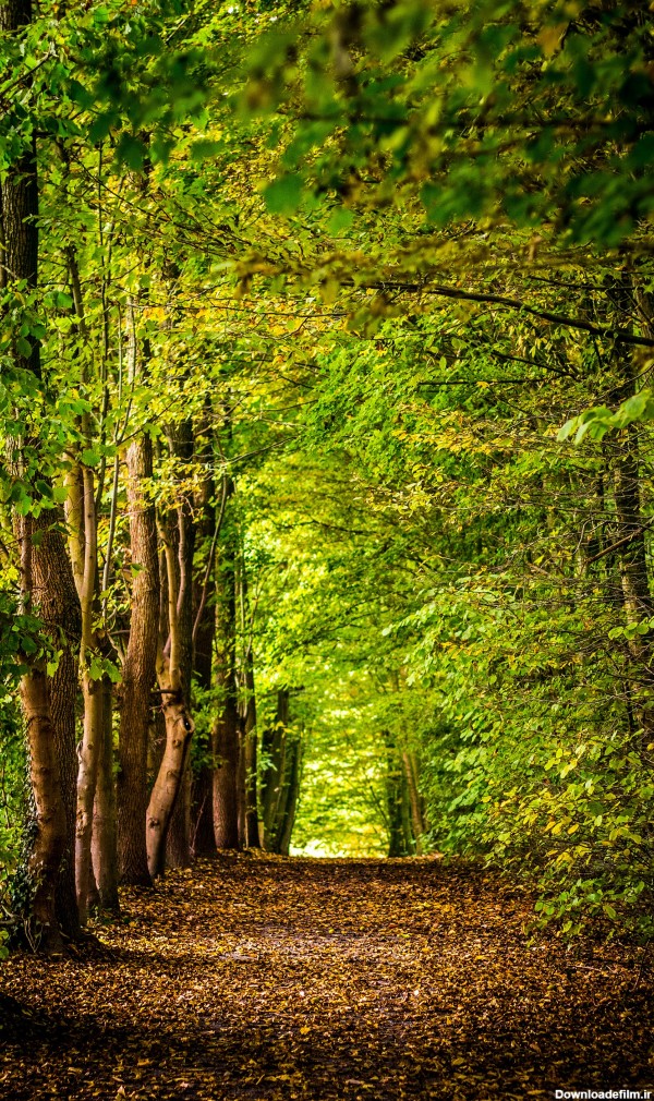 مجموعه 10 عددی والپیپر طبیعت و جنگل مخصوص موبایل | فریپیکر