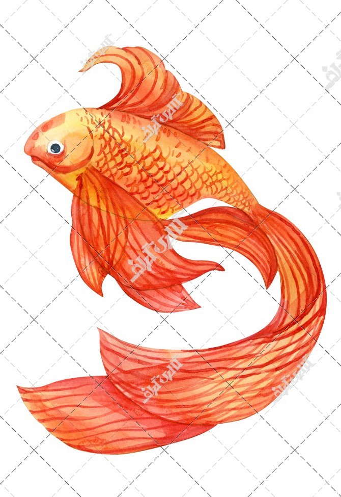 تصویر ماهی قرمز آبرنگ