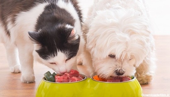 سگ و گربه ای که در حال غذا خوردن از یک ظرف غذا هستند