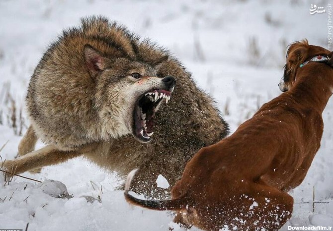 مشرق نیوز - عکس/ درگیری گرگ با دو سگ