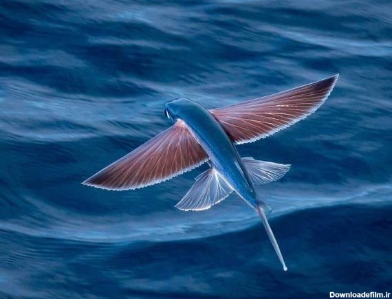 ماهی پرنده و حقایق جالب و باورنکردنی در مورد پرنده ماهی