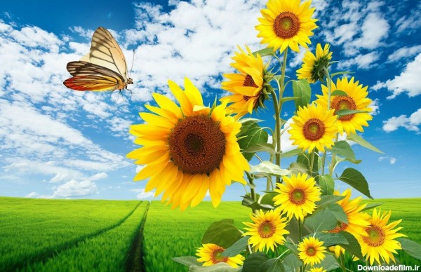 عکس زیبا از گل های آفتابگردان رویایی در طبیعت برای پروفایل
