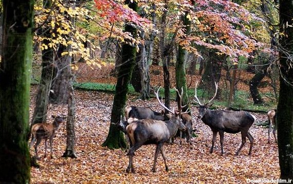 عکس هایی از جنگل گلستان