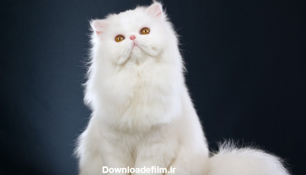 گربه ایرانی سفید پشمالو white persian cat