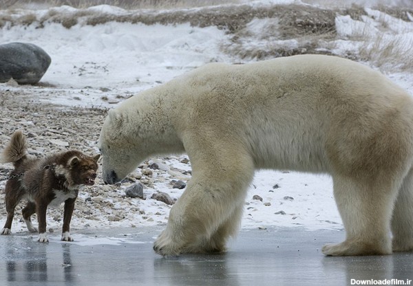 فرارو | (تصاویر) تهدید سگ نگهبان خرس را ترساند