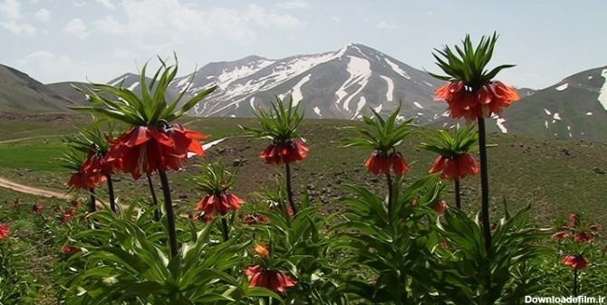 شکوفه دادن سربه زیرترین گل ایرانی در دامنه سهند/ تزئین عروس کوه‌های ایران با لاله‌های واژگون+تصاویر