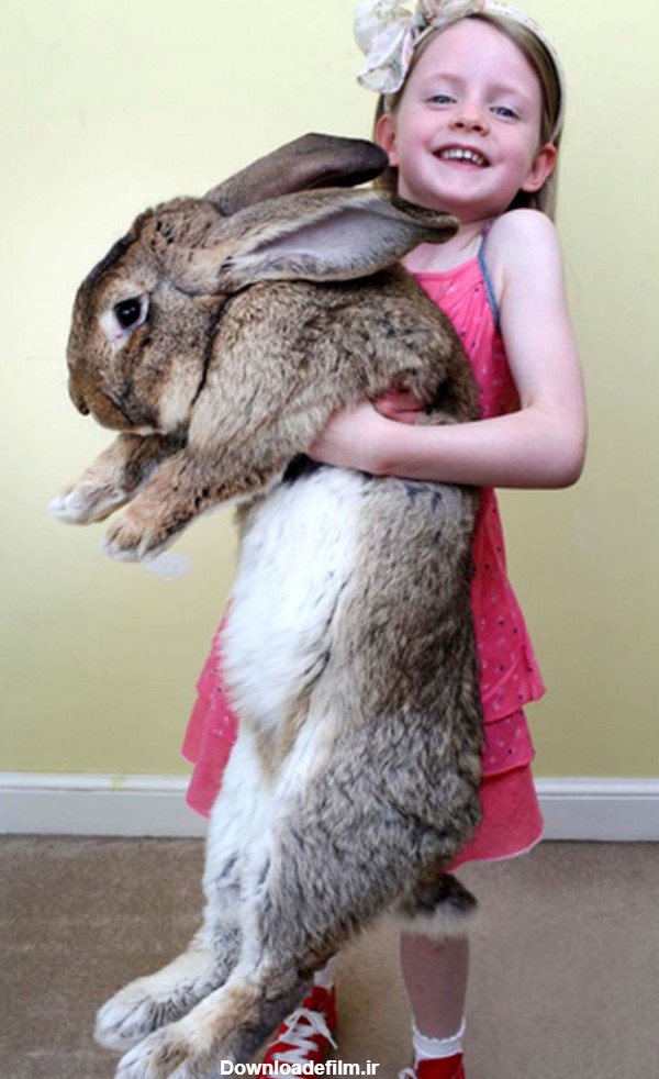 خرگوش غول‌پیکر عید پاک!/تصاویر