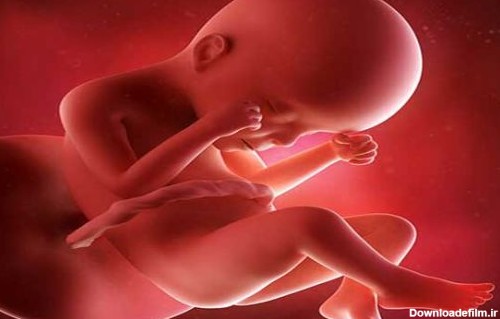 رشد جنین در ماه ششم بارداری