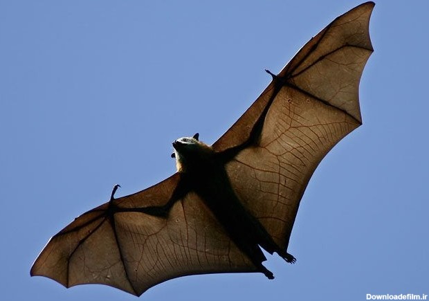 حقایق جالب در مورد خفاش ها؛ چرا میزبان اصلی کرونا ویروس به این بیماری مبتلا نمی شود؟