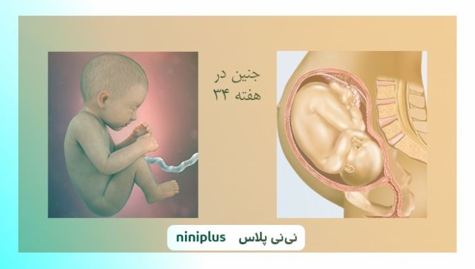 عکس جنین در هفته سی و چهارم بارداری تصویر و اندازه جنین | نی ...