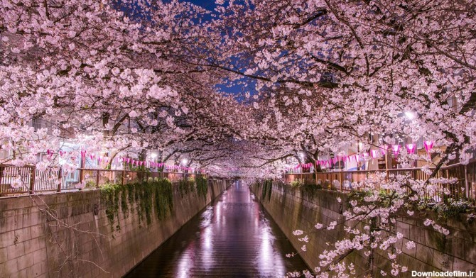 تماشای رقص شکوفه‌ های گیلاس؛ در تور ژاپن - ستاره ونک