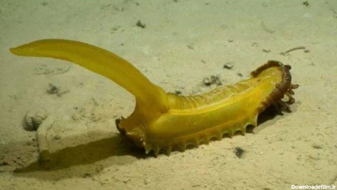فرارو | کشف مرموزترین موجودات دریایی