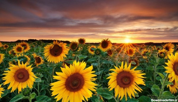 عکس گل آفتابگردان برای پس زمینه موبایل و گوشی با غروب دلنشین آفتاب