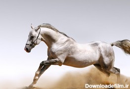 عکس اسب وحشی سفید