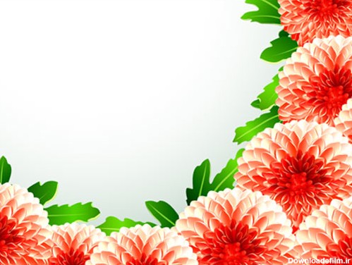 وکتور گل های حاشیه ای از گل کوکب قرمز بصورت لایه باز