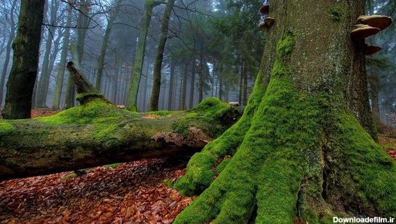 جنگل‌های بارانی تا یک قرن دیگر از زمین محو می‌شوند